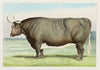 The ‘Champion Steer’ of the world; Owned and fattened by George Ayrault, Po’keepsie, N.Y. (1877)