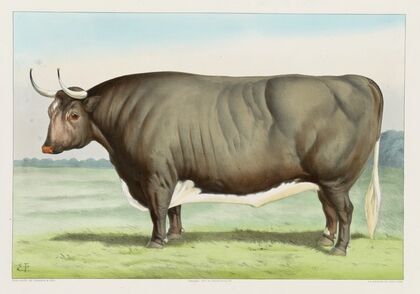 The ‘Champion Steer’ of the world; Owned and fattened by George Ayrault, Po’keepsie, N.Y. (1877)