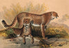 The Cheetah