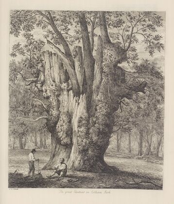 The Chesnut Tree Called The Four Sisters — size preview