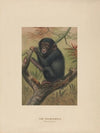 The Chimpanzee