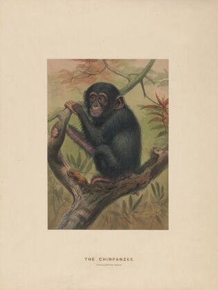 The Chimpanzee