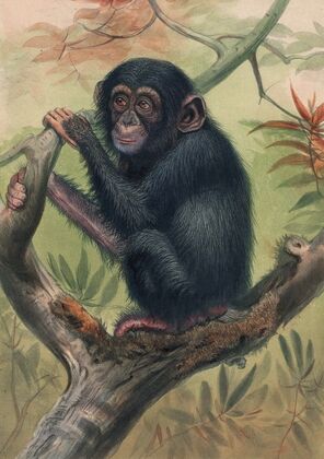 The Chimpanzee