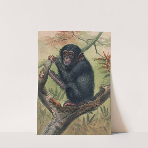The Chimpanzee by Joseph Wolf