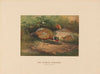 The Chinese Pheasant