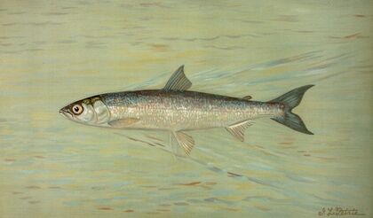 The Cisco of Lake Geneva, Wis., Argyrocomus artedi sisco.