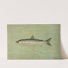 The Cisco of Lake Geneva, Wis., Argyrocomus artedi sisco. by John L. Petrie