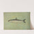 The Cisco of Lake Geneva, Wis., Argyrocomus artedi sisco. by John L. Petrie