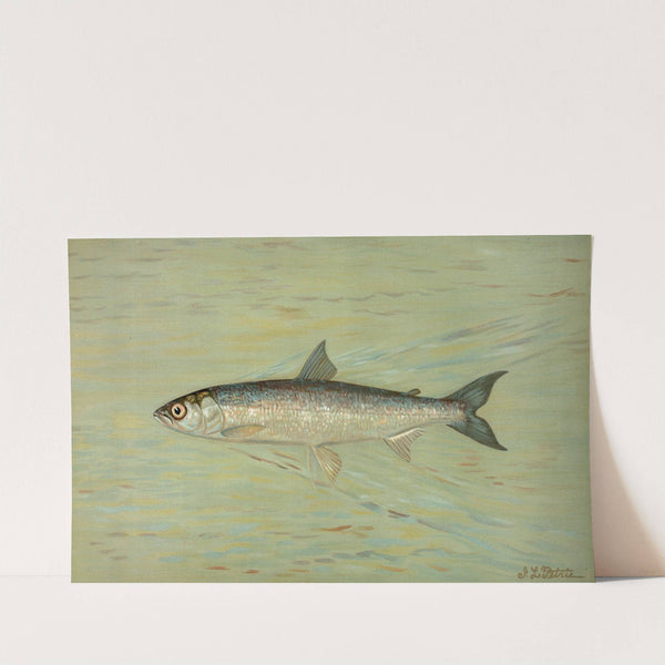 The Cisco of Lake Geneva, Wis., Argyrocomus artedi sisco. by John L. Petrie
