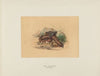 The Clotho