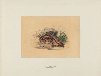 The Clotho