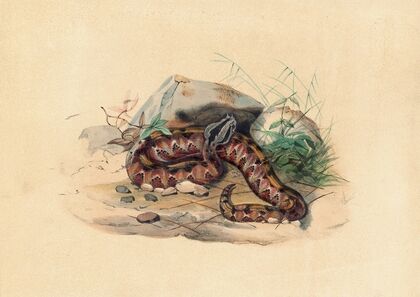 The Clotho