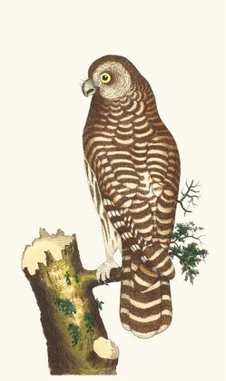 THE CLOUDED OWL