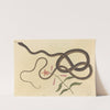 The Coach-whip Snake (Coluber flagellum) by Mark Catesby