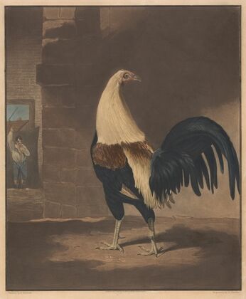 The Cock in Feather (1835)