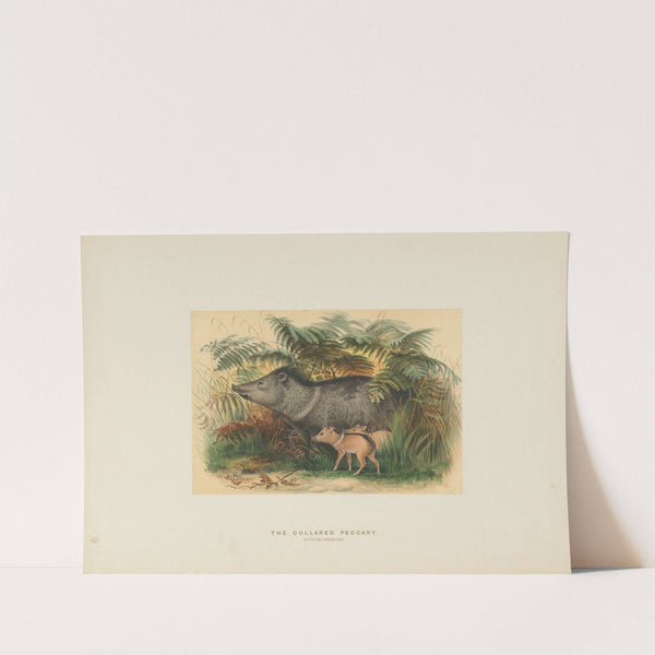 The Collared Peccary by Joseph Wolf