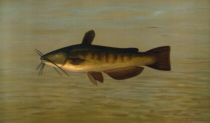 The Common Bullhead or Horned Pout, Amiurus nebulosus.