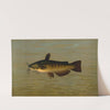 The Common Bullhead or Horned Pout, Amiurus nebulosus. by John L. Petrie