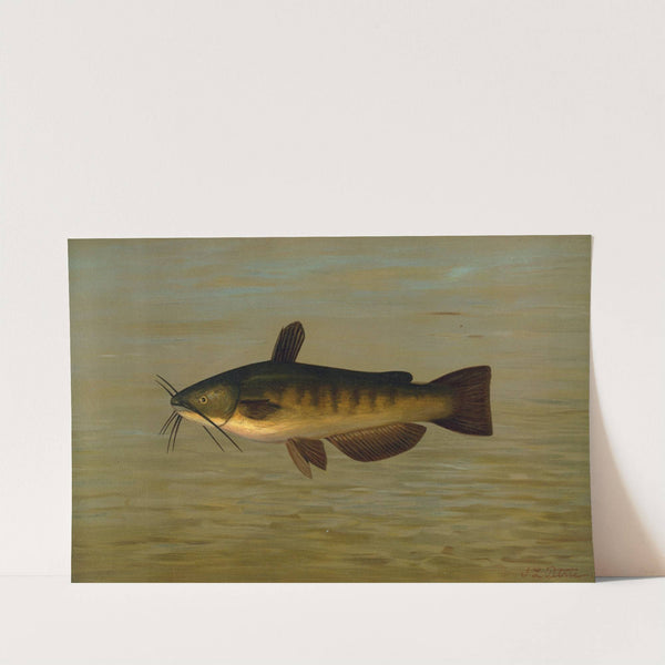 The Common Bullhead or Horned Pout, Amiurus nebulosus. by John L. Petrie