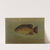 The Common Sunfish, Eupomotis gibbosus. by John L. Petrie