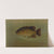 The Common Sunfish, Eupomotis gibbosus. by John L. Petrie