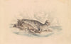 The Crested Seal