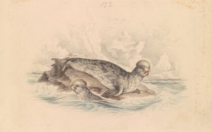The Crested Seal
