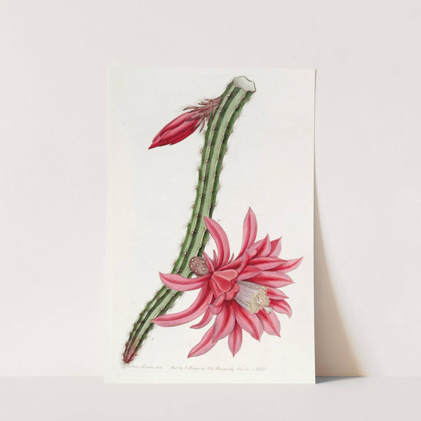 The Crimson Creeping Cereus by Sydenham Edwards