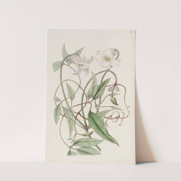 The crisp-flowered Clematis by Sydenham Edwards