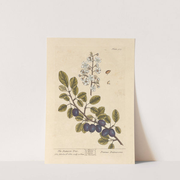 The damson tree (1739) by Elizabeth Blackwell