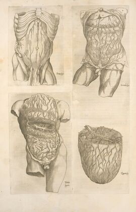 The Digestive organs