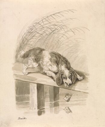 The Dog and The Shadow