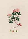 The Dog Rose. Anatomy of the Rose (1799–1810)