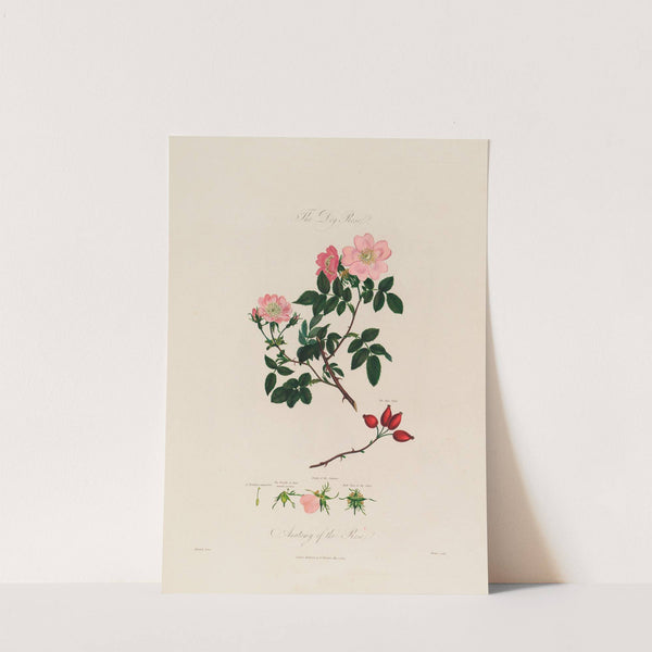 The Dog Rose. Anatomy of the Rose (1799–1810) by Robert John Thornton