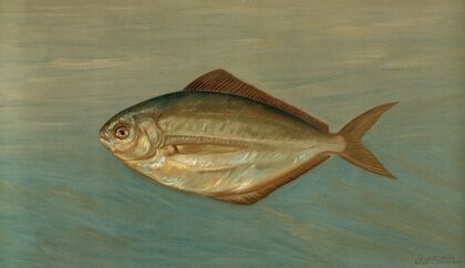 The Dollar or Butter Fish, Rhombus triacanthus.