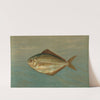 The Dollar or Butter Fish, Rhombus triacanthus. by John L. Petrie