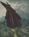 The dragon arum