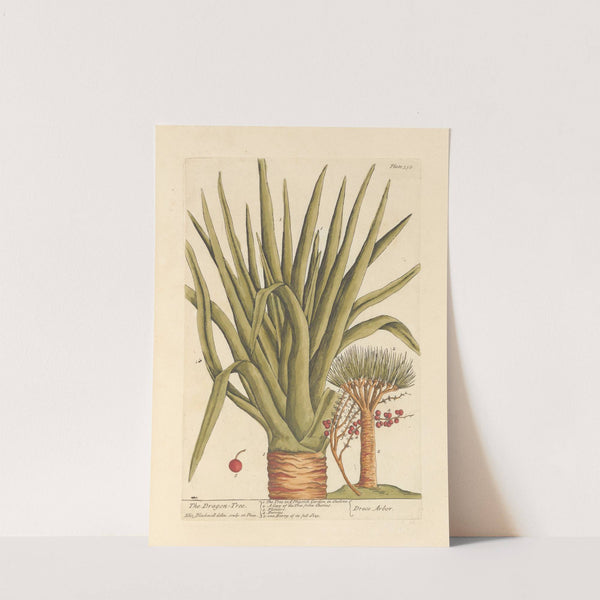 The dragon tree (1739) by Elizabeth Blackwell