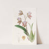 The Duke of Bedford&#039;s Oncidium by Sydenham Edwards