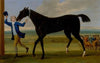 The Duke of Rutland’s Bonny Black