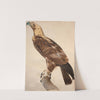 The Eagle of Thebes by Jacques Barraband