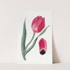 The Early Sun&#039;s Eye Tulip by Sydenham Edwards