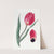 The Early Sun&#039;s Eye Tulip by Sydenham Edwards