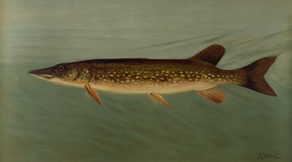 The Eastern or Banded Pickerel, Lucius reticulatus. (1898)