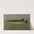 The Eastern or Banded Pickerel, Lucius reticulatus. (1898) by John L. Petrie