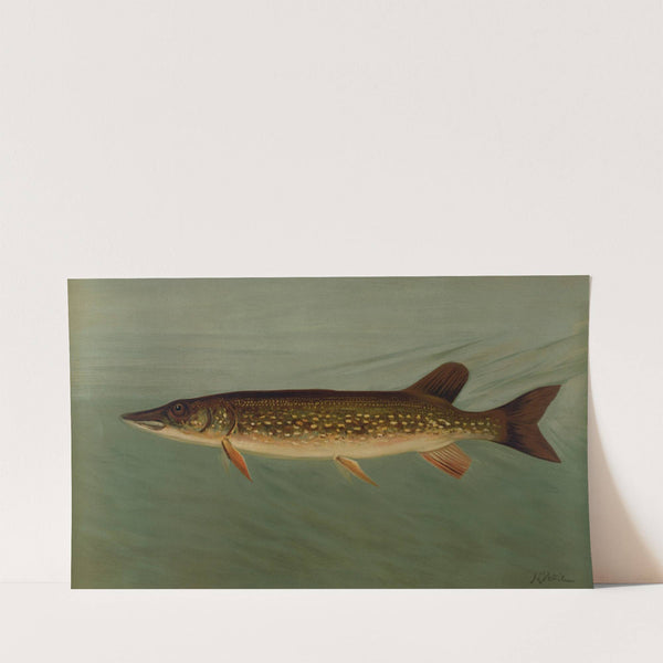 The Eastern or Banded Pickerel, Lucius reticulatus. (1898) by John L. Petrie