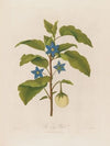 The Egg Plant (1799–1810)
