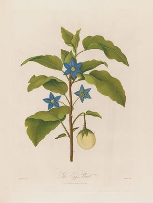 The Egg Plant (1799–1810)