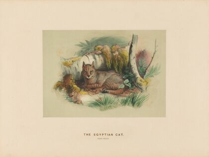 The Egyptian Cat