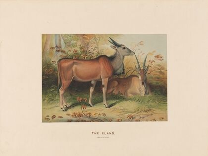 The Eland